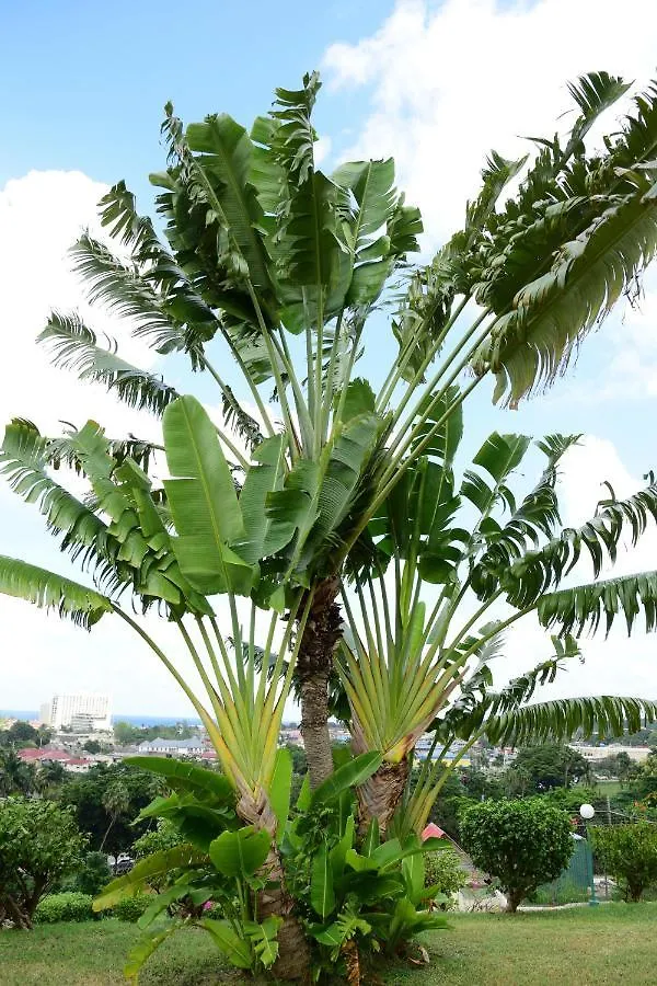River Side Apt 9 @ Mystic Ridge. Ocho Rios Jamaica